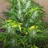 семена конопли в интернет магазине Ganja Seeds