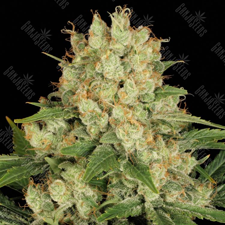 семена конопли для посадки купить AK-47 feminised Serious Seeds