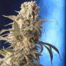 семена конопли курьером AK-47 feminised Serious Seeds