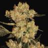 семена конопли для курения AK-47 feminised Serious Seeds