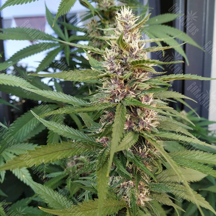 купить семена конопли Red Mandarine F1 Fast Version feminised Sweet Seeds купить семена конопли Red Mandarine F1 Fast Version feminised Sweet Seeds