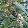 заказ семян конопли Спб Red Mandarine F1 Fast Version feminised Sweet Seeds заказ семян конопли Спб Red Mandarine F1 Fast Version feminised Sweet Seeds
