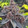 семена конопли мощных сортов Auto Tropicana Cookies feminised