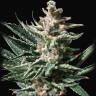 Семена Tropicana Cookies feminised Ganja Seeds недорого