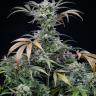 элитные семена конопли Auto Tropicana Cookies feminised