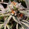 Семена Tropicana Cookies feminised Ganja Seeds заказать