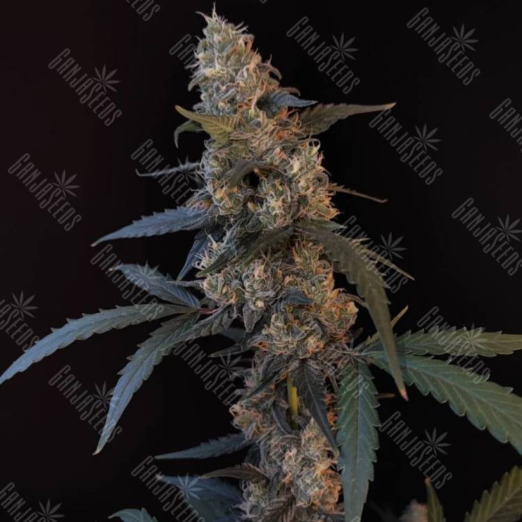 экзотические семена конопли Auto Tropicana Cookies feminised