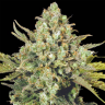 семена конопли курьером White Widow feminised