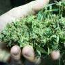 семена конопли для курения White Widow feminised
