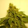 семена конопли для выращивания White Widow feminised