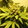 семена конопли марихуаны White Widow feminised