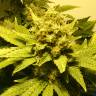 семена конопли элитных сортов White Widow feminised