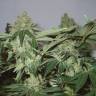 семена конопли аутдор White Widow feminised