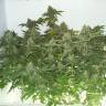 семена конопли в интернете White Widow feminised