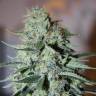 семена конопли дешево White Widow feminised