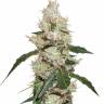 семена конопли f1 в оригинальной упаковке White Widow feminised