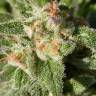 семена конопли Россия Fruity Trips feminised