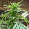 семена конопли аутдор Purple Paro Valley feminised Mandala Seeds