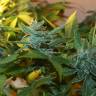 Think Fast feminised Dutch Passion Seeds