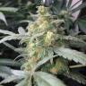Think Fast feminised Dutch Passion Seeds