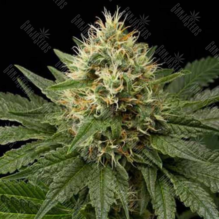 Dinachem feminised Dinafem Seeds Dinachem feminised Dinafem Seeds