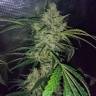 где можно заказать семена конопли Auto Emba feminised Bang Seeds