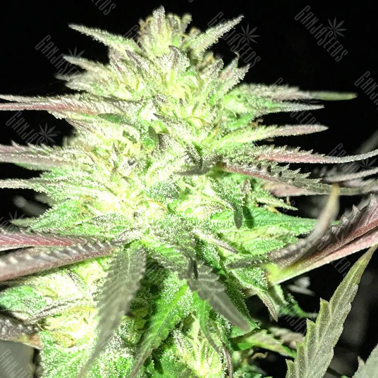 семена конопли аутдор Auto Ultraviolet regular