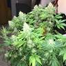 семена конопли в интернете Auto Ultraviolet regular