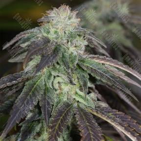 OG Kush regular Humboldt Seeds