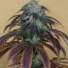 семена конопли в фирменной упаковке OG Kush regular Humboldt Seeds семена конопли в фирменной упаковке OG Kush regular Humboldt Seeds