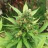 семена конопли в фирменной упаковке Auto White Yoda feminised Philosopher Seeds