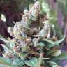 семена конопли автоцвет Auto White Yoda feminised Philosopher Seeds
