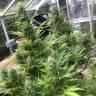 Auto Critical Orange Punch feminised Ganja Seeds