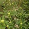 семена каннабиса Auto Critical Orange Punch feminised Ganja Seeds