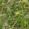 семена канабиса Auto Critical Orange Punch feminised Ganja Seeds