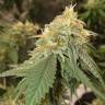 качественные семена Auto Critical Orange Punch feminised Ganja Seeds
