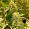 семена конопли оптом Auto Critical Orange Punch feminised Ganja Seeds