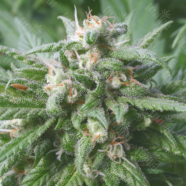 семена конопли для выращивания Biddy Early feminised Serious Seeds
