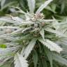 семена конопли элитных сортов Biddy Early feminised Serious Seeds