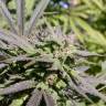 семена конопли в интернете Biddy Early feminised Serious Seeds