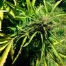 семена конопли элитных сортов Auto Somango feminised Ganja Live Seeds