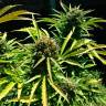семена конопли аутдор Auto Somango feminised Ganja Live Seeds