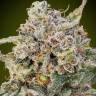 Auto Somango feminised GanjaLiveSeeds