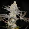 Auto Zkittlez OG feminised Ganja Seeds