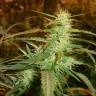 семена конопли с доставкой White Bhutanese feminised Mandala Seeds