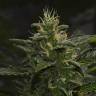 семена конопли наложенным платежом White Lemon feminised Strain Hunters Seeds