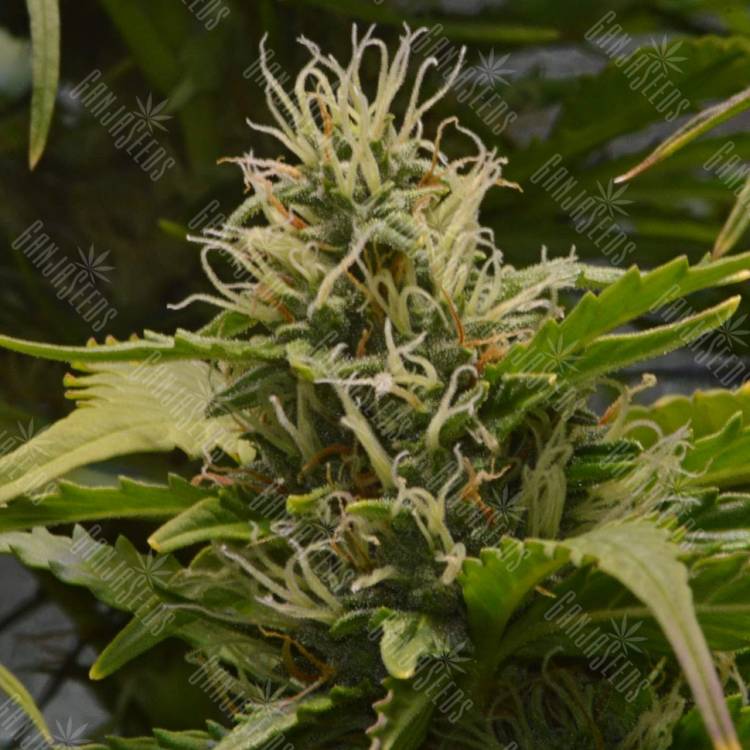 где заказать семена конопли White Lemon feminised Strain Hunters Seeds