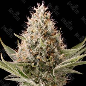 Dinamex feminised Dinafem Seeds