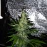 семена конопли наложенным платежом Mazar x Euforia (Magicon) regular Ganja Seeds