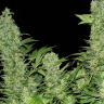 Auto Vertigo regular Ganja Seeds